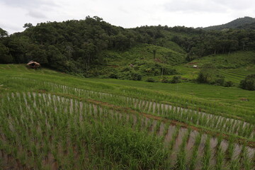 Rice fields on the mountain A rice field in the middle of a mountain forest in Thailand is used during the rainy season when rice plants are just beginning to be planted.