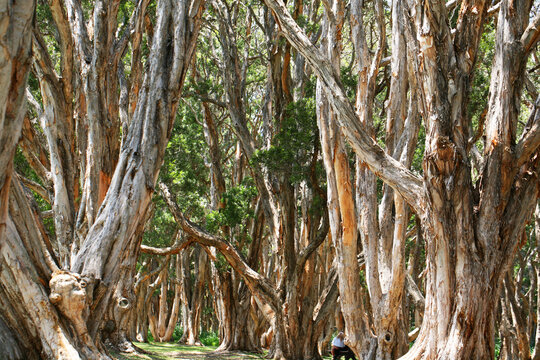 Trees in Centennial Park Sydney Australia