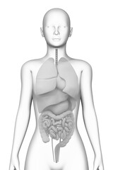 internal organs, female human body, medical science
