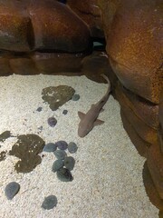 shark in the aquarium, Korea