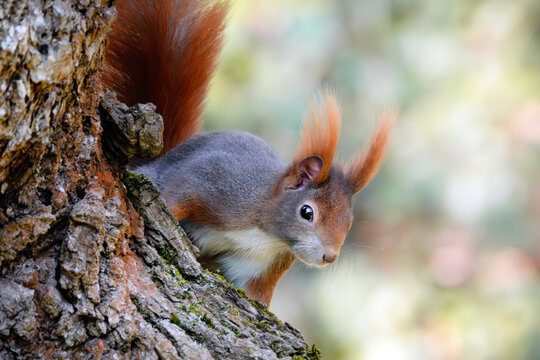 Eichhörnchen kletternd am Baum