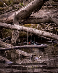 Fototapeta premium Beautiful ducks