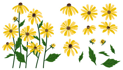 Black-eyed Susan flower background.Eps 10 vector.