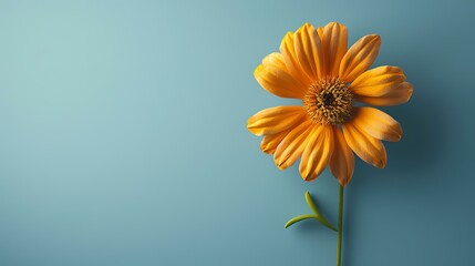 Beautiful orange flower in full bloom against a solid blue background. The flower is facing right with a green stem.