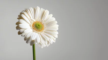 Selbstklebende Fototapeten A beautiful white gerbera daisy is in full bloom against a soft gray background. © Design