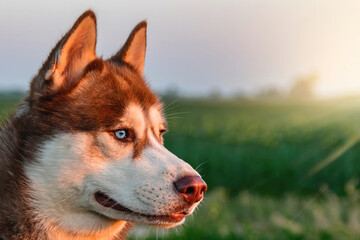 A Husky dog with blue eyes stands in a field under the sky