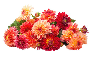 Dazzling Dahlia Displays: Bouquet Brilliance isolated on transparent Background