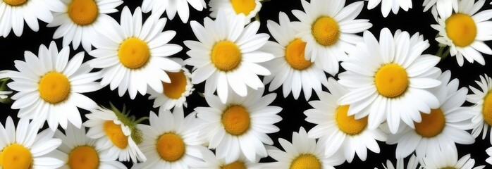 Obraz premium Background of chamomile on a black background. Copy space, place for text, empty space.