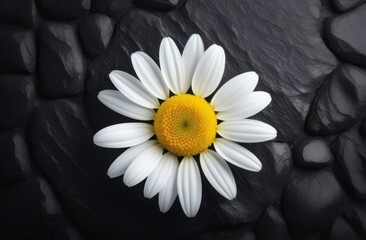 One chamomile is large on gray stone background. Copy space, place for text, empty space.