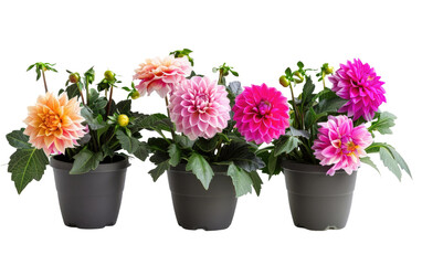 Fototapeta premium Cultivating Dahlia in a Pot isolated on transparent Background