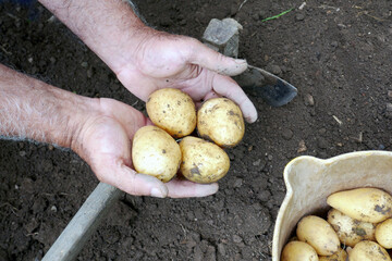 Farmer hands holding freshly harvested organic potatoes close up.  Growing organic vegetables, agriculture..