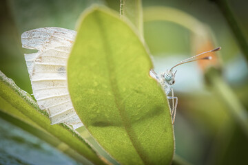 Nahaufnahme eines Rapsweißling Schmetterling hinter einem grünen Blatt einer Pflanze im Garten,...