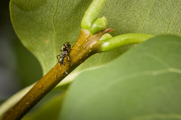 Nahaufnahme einer Ameise krabbelt an einem Blütenstengel an dem Blatt einer Pflanze im Garten, Deutschland