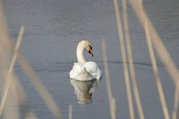 White swan in the water. A white swan swims in the lake