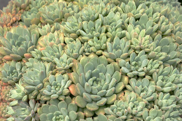 Cactus or Succulent plants for nature Background.