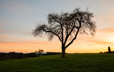 Single fruit tree silhouette in spring evening, branches and twigs in rural landscape