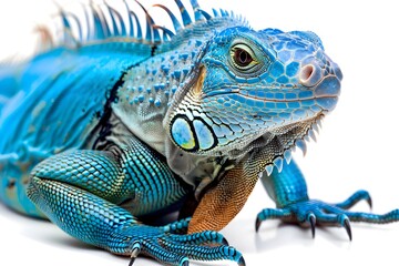 Captivating Close-up of Vibrant Blue Iguana on White Background Showcasing its Intricate Scales and Striking Natural - obrazy, fototapety, plakaty
