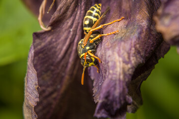 Nahaufnahme einer Wespe die auf einer lila verdorrten Blumen Blüte sitz und sich versteckt im...