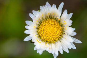 Close-up of a daisy flower on a blurred green background