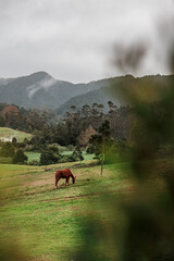 Obraz premium Azores islands farm animals, pasture in natural landscapes.