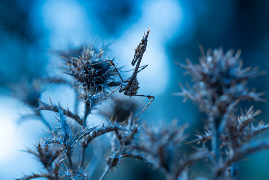 Empusa Pennata on thistle in Malaga's twilight hues