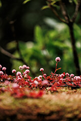 Details of nature, vegetation and flowers close up, photography.