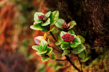 Details of nature, vegetation and flowers close up, photography.