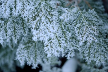 Thuja green branches in rime, hoarfrosted thuja branch, winter thuja background, winter green thuja...