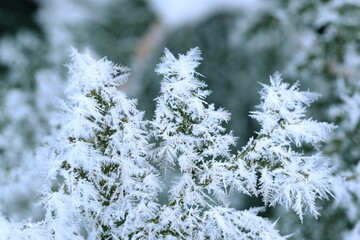 Thuja green branches in rime, hoarfrosted thuja branch, winter thuja background, winter green thuja hedge, selective focus, closeup.