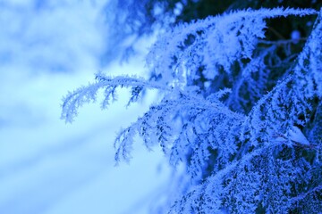 Thuja frozen branches, rime on thuja branches, hoarfrosted green leaves on blue colored background with copy space, selective focus, bokeh.