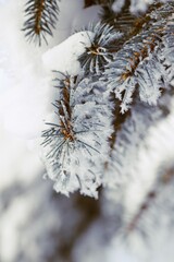 Spruce branches frosted on blurred background, copy space, Christmas tree in winter garden for background, snow and rime on spruce branches on bokeh garden background, selctive focus.