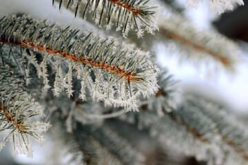 Naklejka na ściany i meble Spruce branches frosted on blurred background, copy space, Christmas tree in winter garden for background, snow and rime on spruce branches on bokeh garden background, selctive focus.