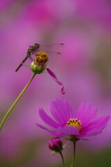 Cosmos and Dragonfly