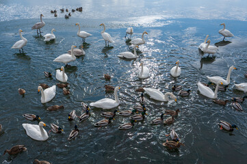 Fototapeta premium 冬の大沼国定公園