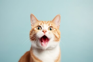 Happy funny excited cat with wide open mouth on bright background