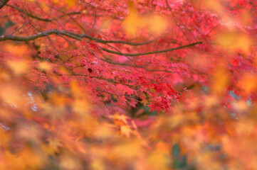 真っ赤な紅葉