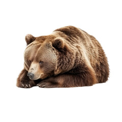 Obraz premium big bear looking isolated on white