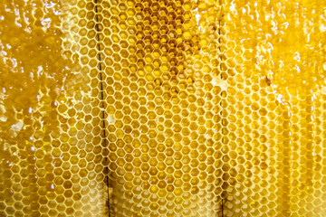 Drop of bee honey drip from hexagonal honeycombs filled with golden nectar