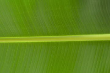 Tropical green banana plant leaf texture background