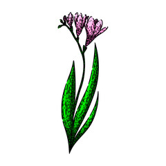 sketch freesia hand drawn. botanical spring, art stem, floral plant sketch freesia vector sketch. isolated color illustration