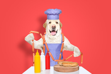 Cheerful Labrador in a chef's costume is about to cook hot dogs