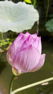 A  pink lotus bud in the pond, close up view.