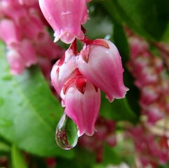 Obraz premium 春にアセビのピンクの花が雨に濡れています