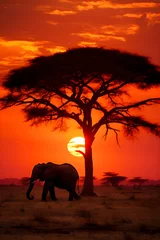 Keuken foto achterwand The Majestic Silhouette of an Elephant against the African Savannah Sunset © Alta