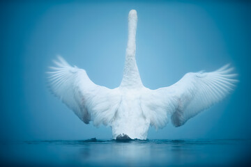 Swan Stretching Wings on Blue Background