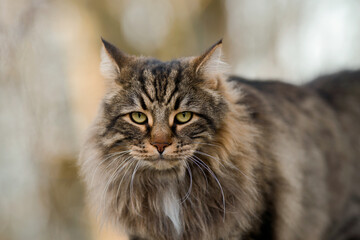 Grumpy Looking Long Haired Tabby Tom Cat