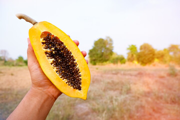 Papaya fruit sliced in hand half, fresh and juicy, portrait nature background