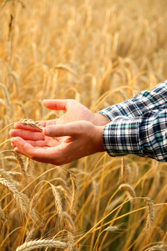 A vertical image featuring the hands of a male farmer carefully inspecting ripe wheat plants in a sun-kissed summer field. Vertical