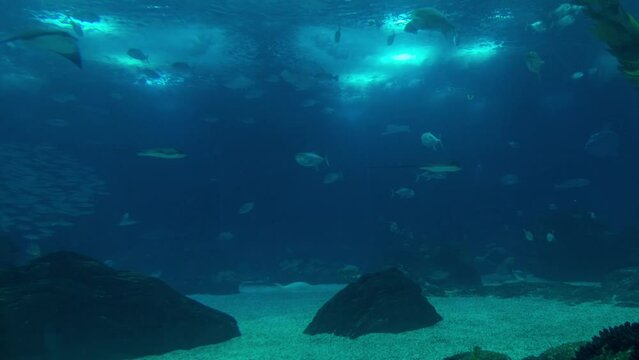 Oceanarium with many different species of fish