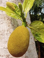 fruit on the tree